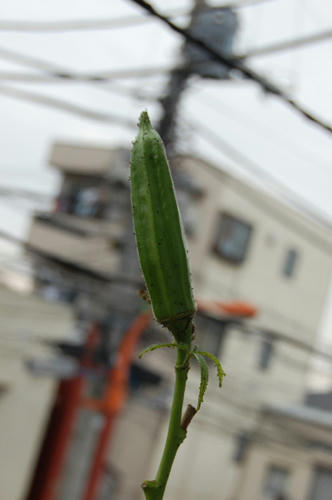 ベランダ菜園 