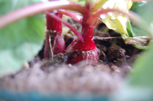 ベランダ菜園 