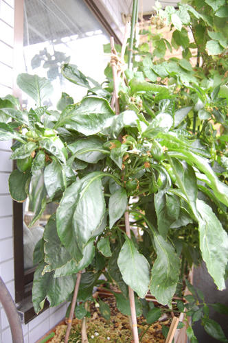 ベランダ菜園 