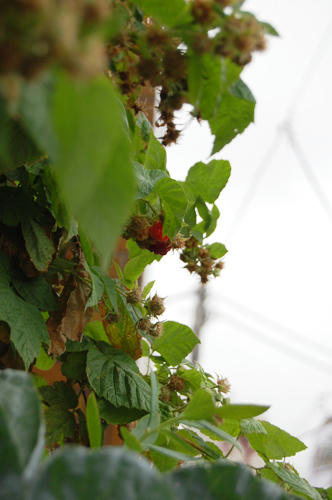 ベランダ菜園 