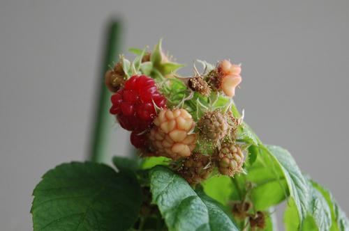 ベランダ菜園 
