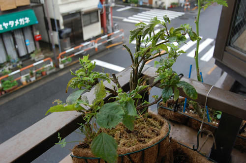 ベランダ菜園 