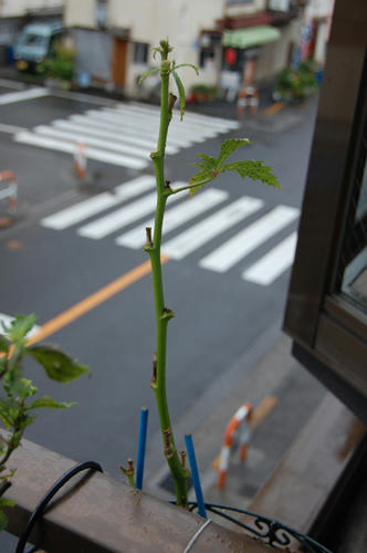 ベランダ菜園 