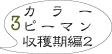セニョリータ栽培3