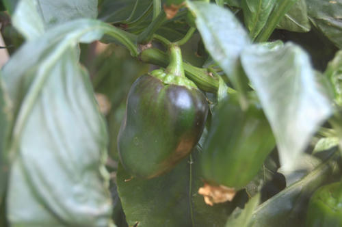 ベランダ菜園 