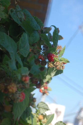 ベランダ菜園 