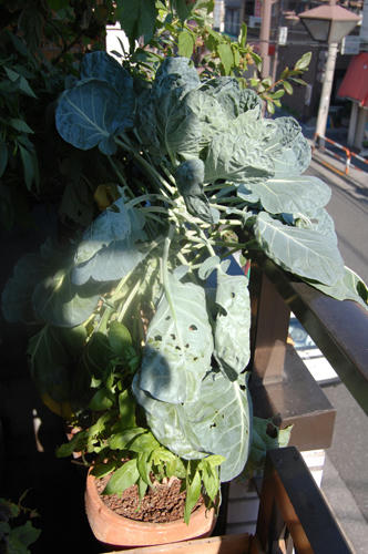 ベランダ菜園 