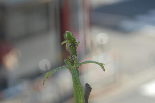 ベランダ菜園 