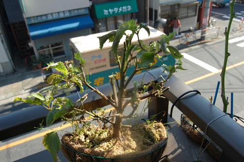 ベランダ菜園 