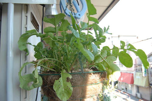 ベランダ菜園 