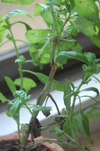 バジル栽培記録 越冬編 チャッピーのベランダ菜園