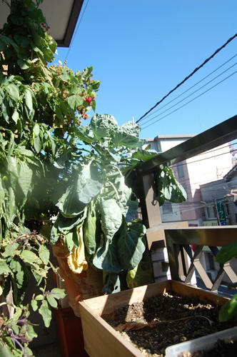 ベランダ菜園 
