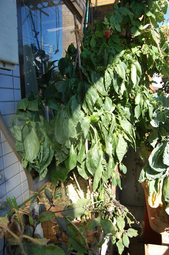 ベランダ菜園 
