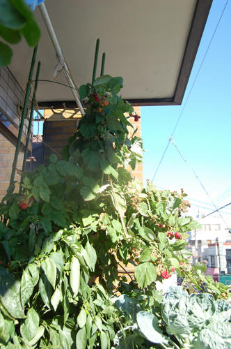 ベランダ菜園 