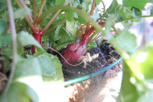 ベランダ菜園 