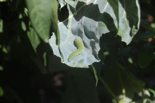 ベランダ菜園 