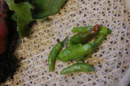 ベランダ菜園 