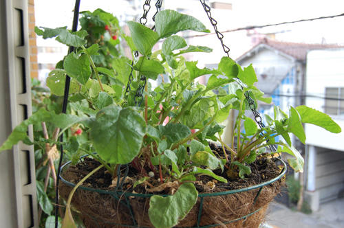 ベランダ菜園 
