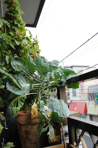 ベランダ菜園 