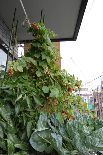 ベランダ菜園 