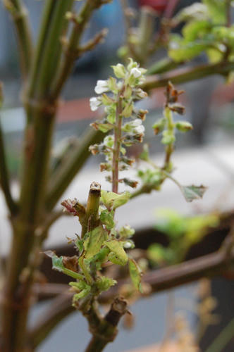 ベランダ菜園 