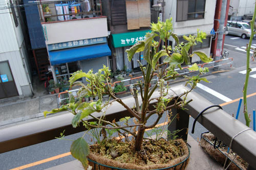ベランダ菜園 
