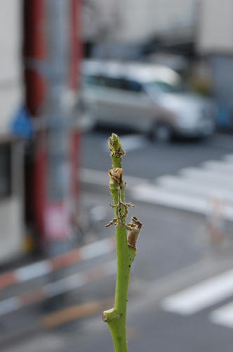ベランダ菜園 