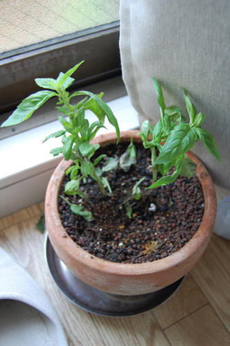 ベランダ菜園 