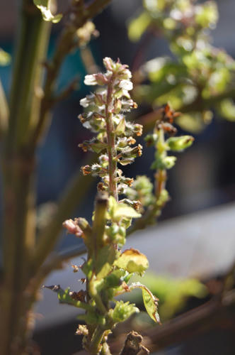 ベランダ菜園 