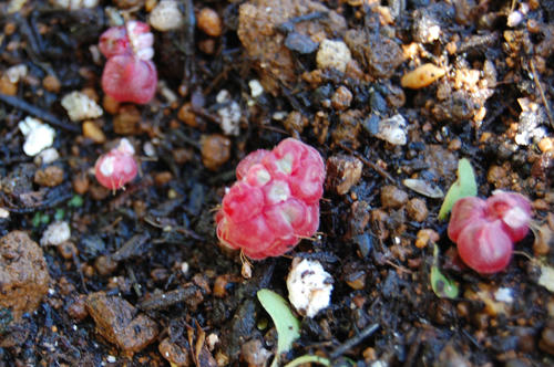 ベランダ菜園 