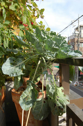 ベランダ菜園 