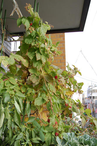 ベランダ菜園 