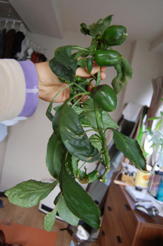 ベランダ菜園 