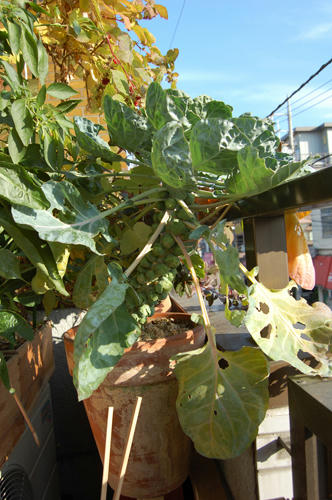 ベランダ菜園 