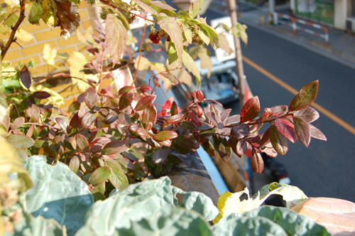 ベランダ菜園 