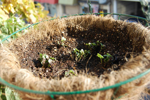 ベランダ菜園 