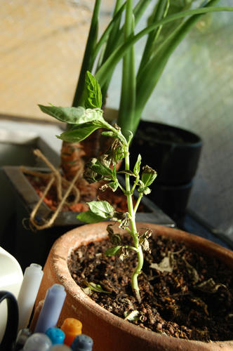 ベランダ菜園 