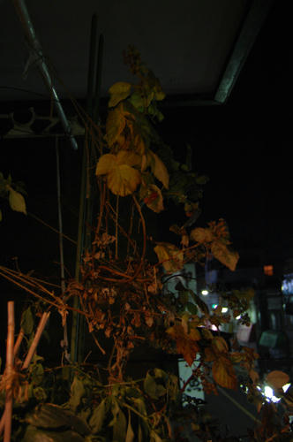 ベランダ菜園 
