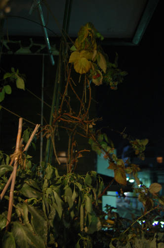 ベランダ菜園 