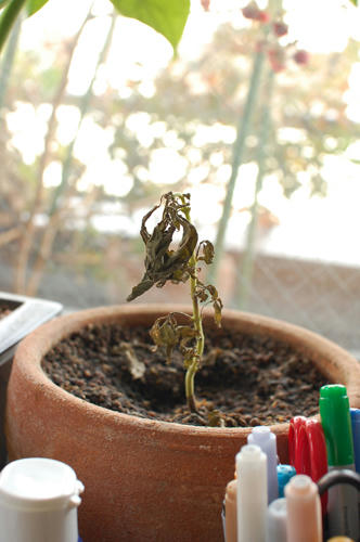 ベランダ菜園 