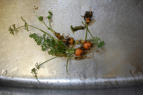 ベランダ菜園 