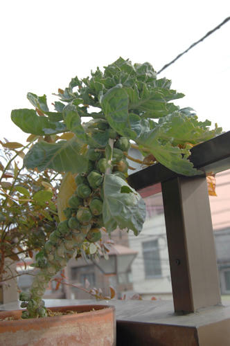 ベランダ菜園 