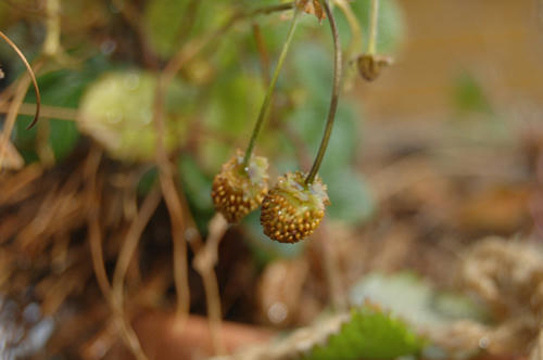 ベランダ菜園 
