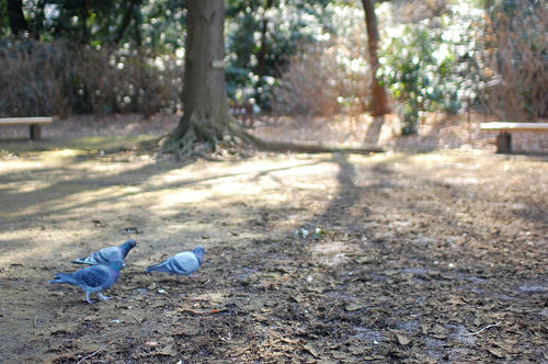 ベランダ菜園 
