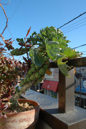 ベランダ菜園 