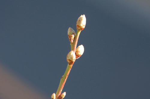 ベランダ菜園 