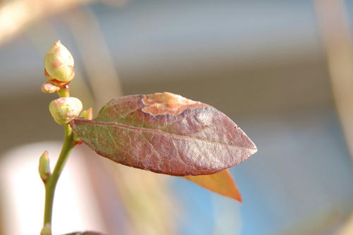 ベランダ菜園 