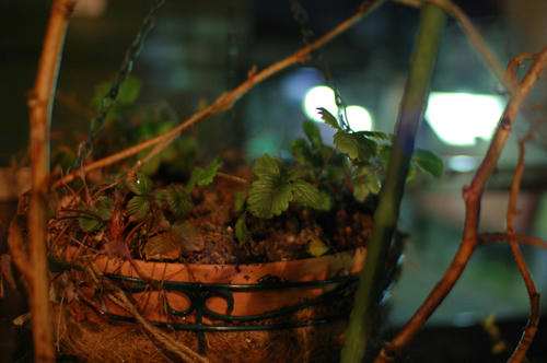 ベランダ菜園 