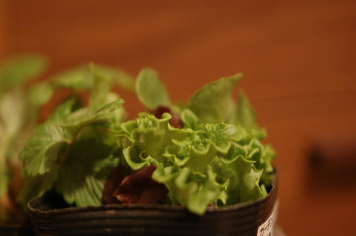 ベランダ菜園 