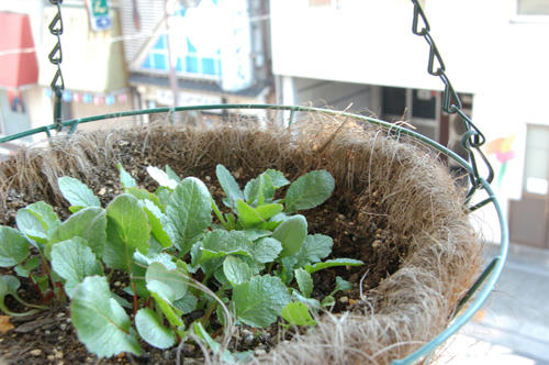 ベランダ菜園 
